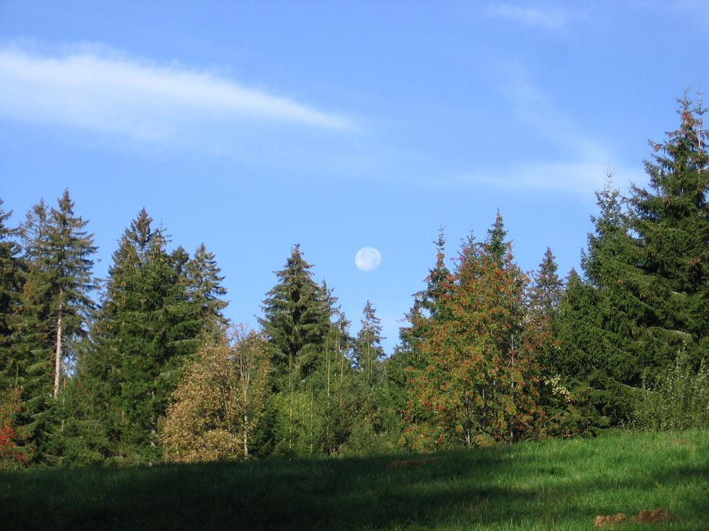 Schwarzwald-Chalet Feldberg Feldberg  Bagian luar foto